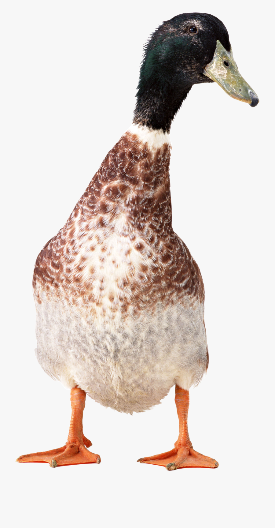Duck - Kuttanadan Duck Png, Transparent Clipart