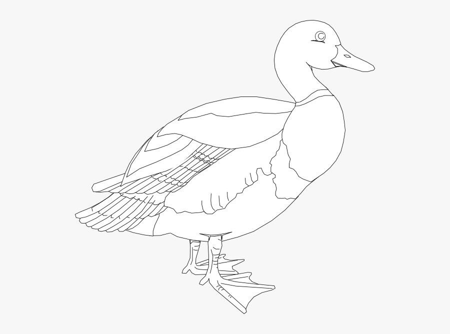 Featured image of post Mallard Duck Clipart Black And White American black ducks are large ducks with a profile nearly identical to mallards