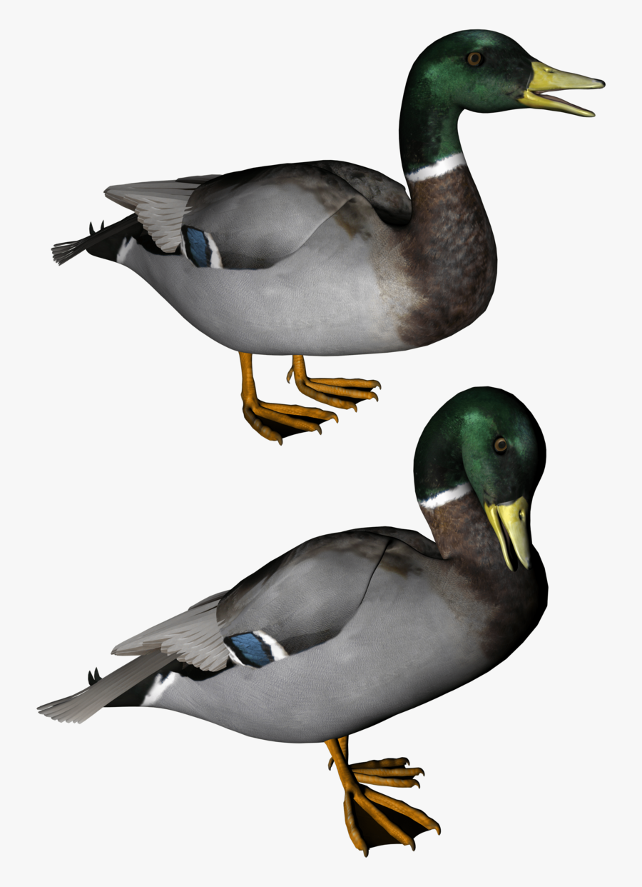 Duck - Ducks Png, Transparent Clipart
