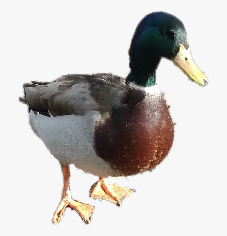 #mallard #duck - Mallard - Mallard Duck Png, Transparent Clipart