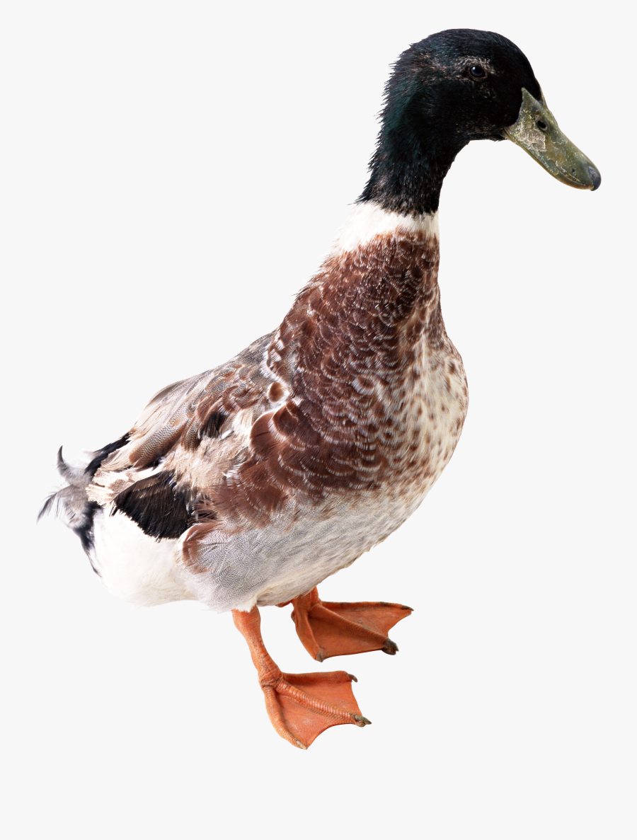 Duck Png Image Free Download Ducks Png- - Ducks Png, Transparent Clipart