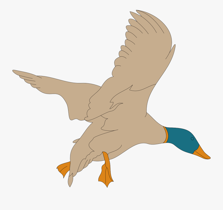 Wild Duck, Transparent Clipart