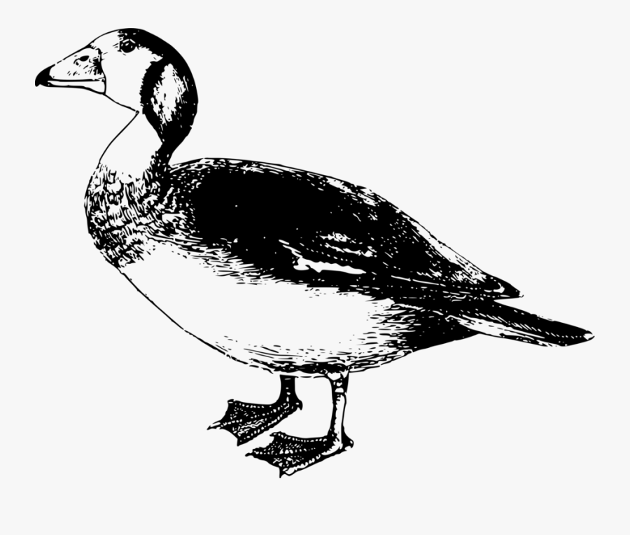 Livestock,fowl,beak - Nana Animale Dell Africa, Transparent Clipart