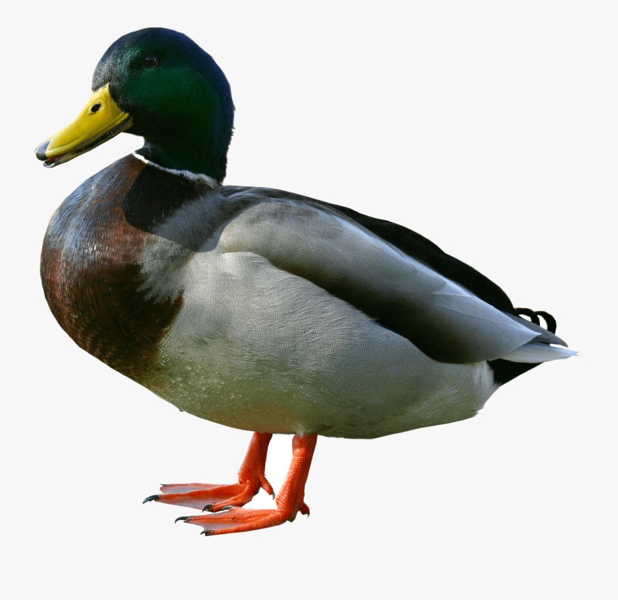 Clip Art Duck Image - Duck Png, Transparent Clipart