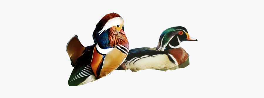 Mandarin Duck Png, Transparent Clipart