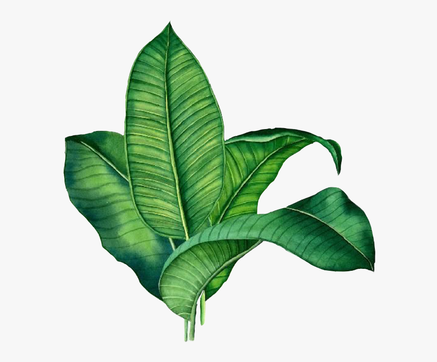 Banana Leaves Clipart Vintage, Transparent Clipart