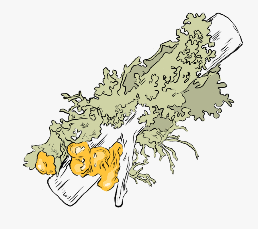 Picture - Illustration, Transparent Clipart