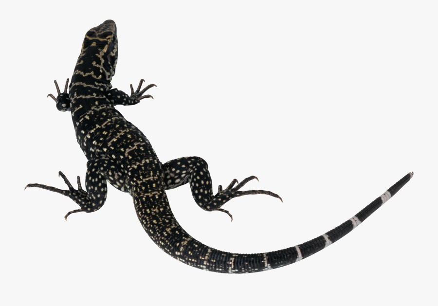 Monitor Lizard Clipart Lizard Tail - Lizard Silhouette, Transparent Clipart