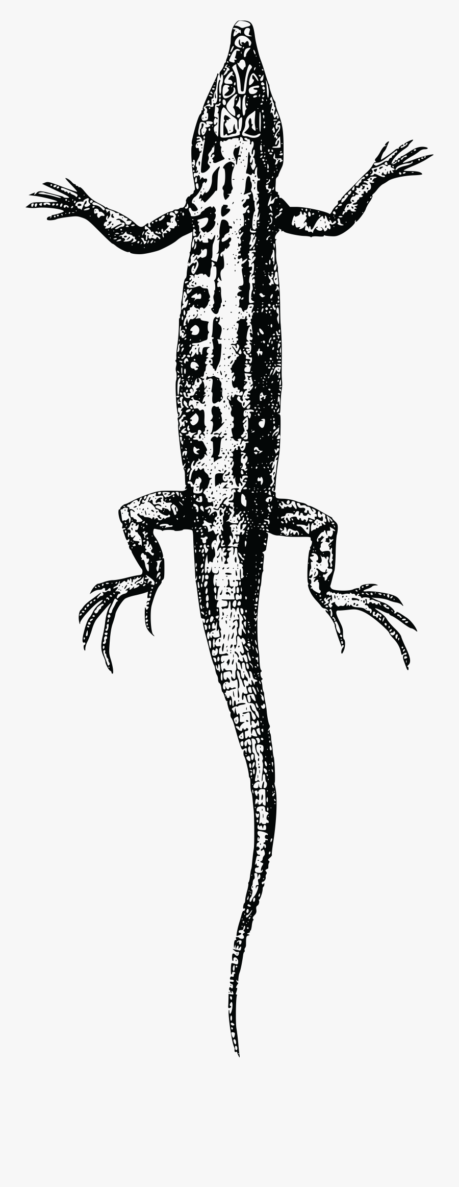 Free Of A - Lizard, Transparent Clipart
