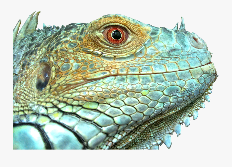Lizard Face Clipart - Scale Reptile, Transparent Clipart