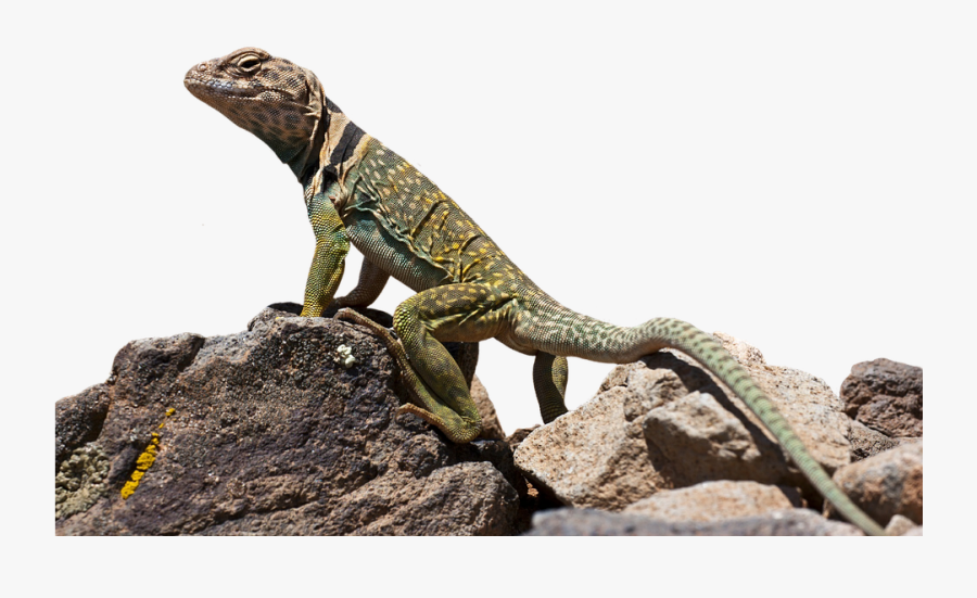 Download Lizard Png Transparent Images Transparent - Collared Lizard Png, Transparent Clipart