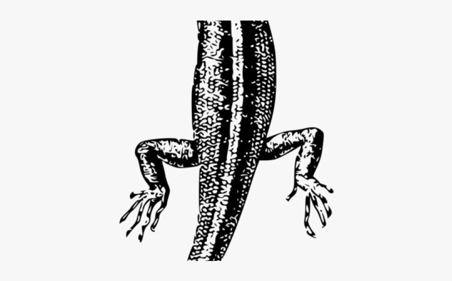 Lizard, Transparent Clipart