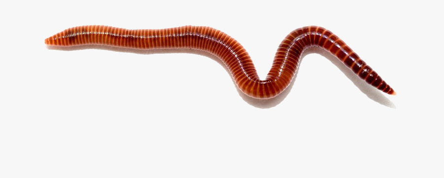 Worms Png Images Transparent Background - Red Wigglers, Transparent Clipart