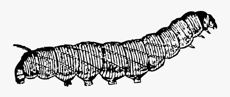 Caterpillar, Insect, Worm, Body, Segmented, Movement - Caterpillar Clip Art, Transparent Clipart