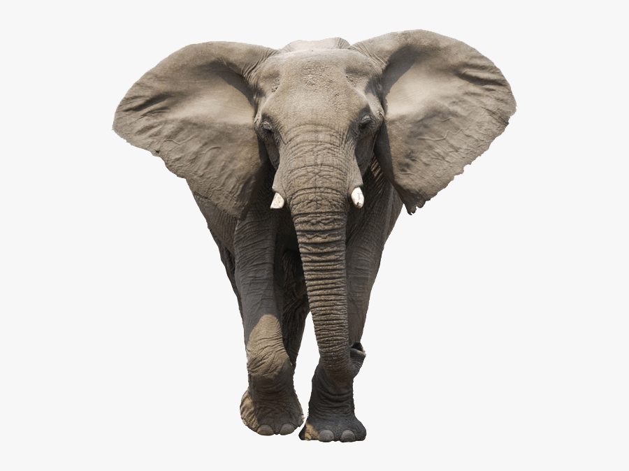 Elephant Face - Elephant Png, Transparent Clipart