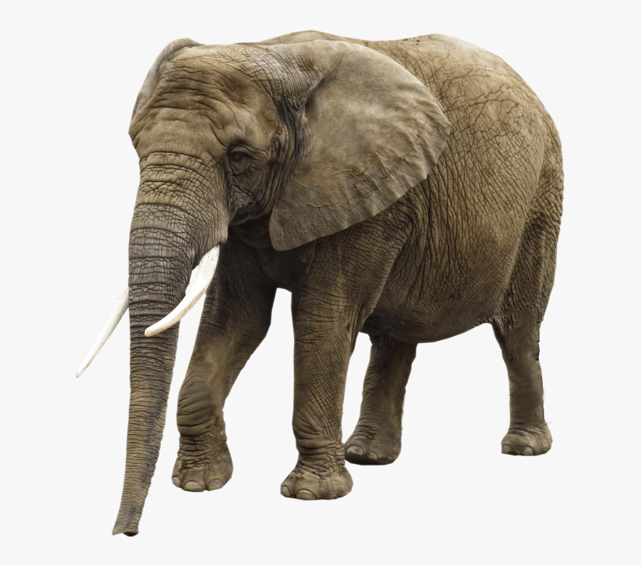 Elephant - Elephant Images Hd Png, Transparent Clipart