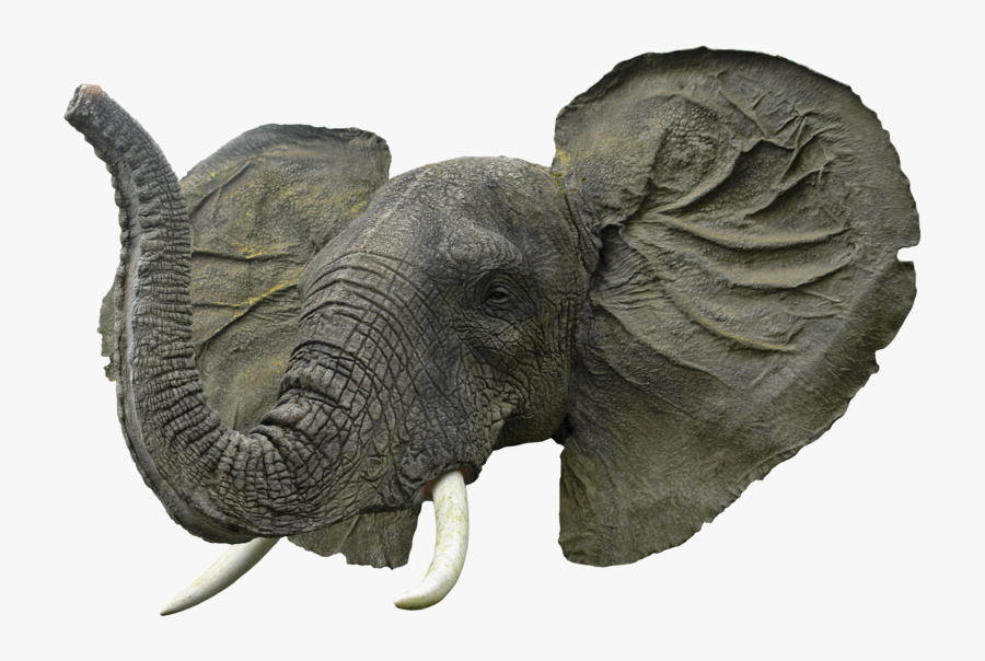 Слоновые уши. Морда слона. Голова слона. Слоновье ухо. Лицо слона.