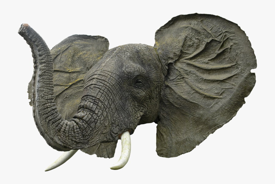 Elephant Face Png - Elephant Head Png, Transparent Clipart