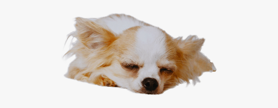 Clip Art Chihuahua Shake - Chihuahua Sleeping Png, Transparent Clipart