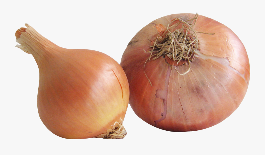Onion Bulb Png, Transparent Clipart