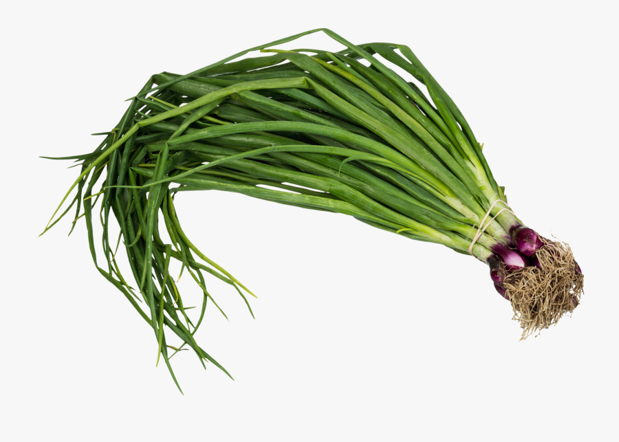 Spring Onion Png, Transparent Clipart