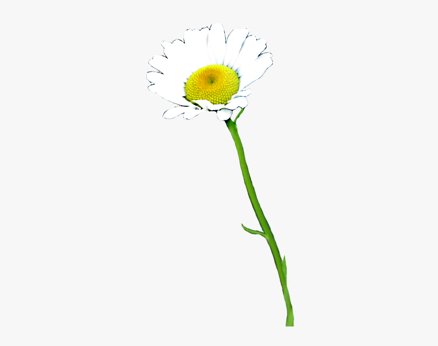 Daisy Flower With Stem Png, Transparent Clipart
