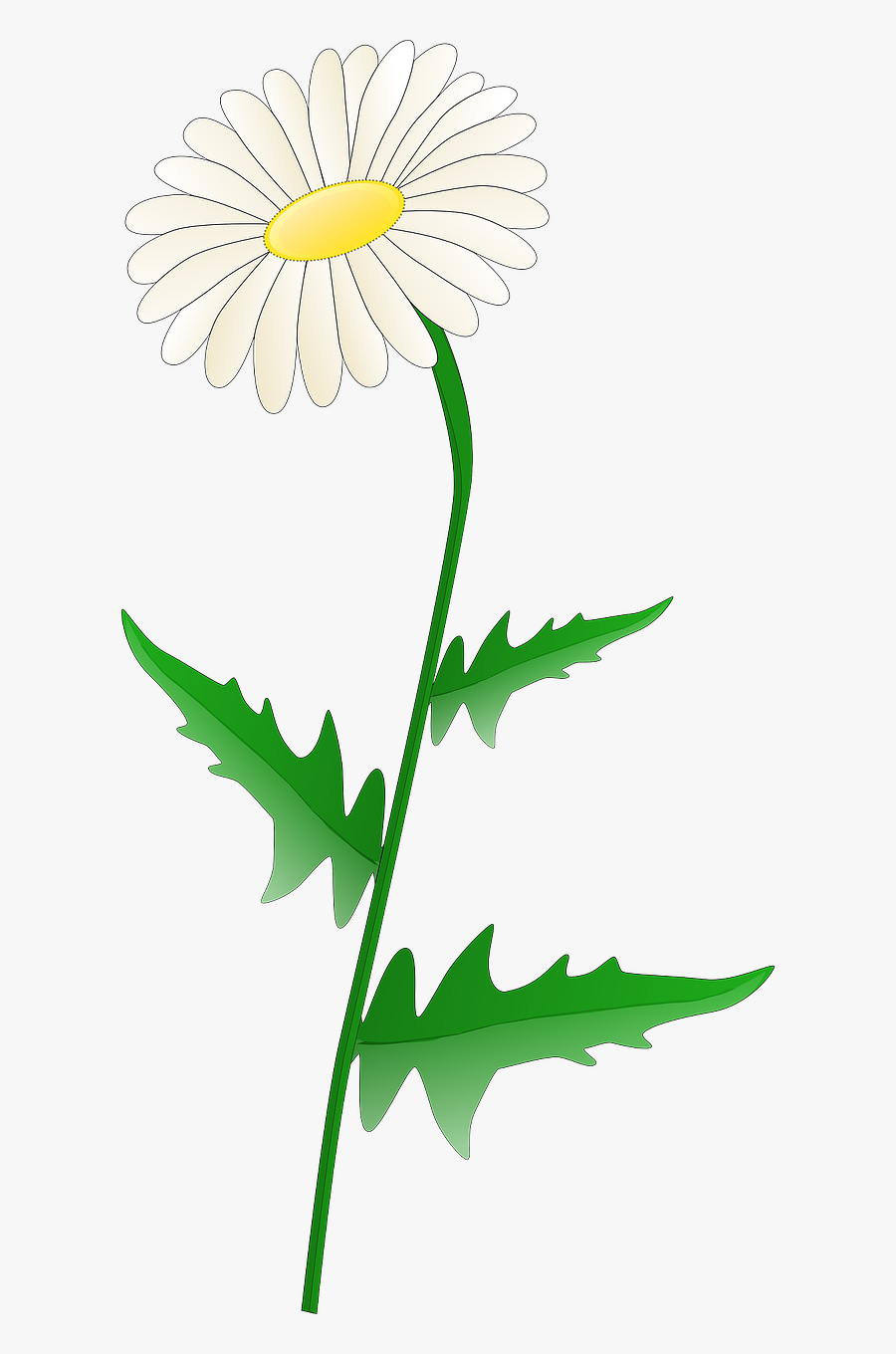 Vector Clip Art - Daisy Clip Art, Transparent Clipart