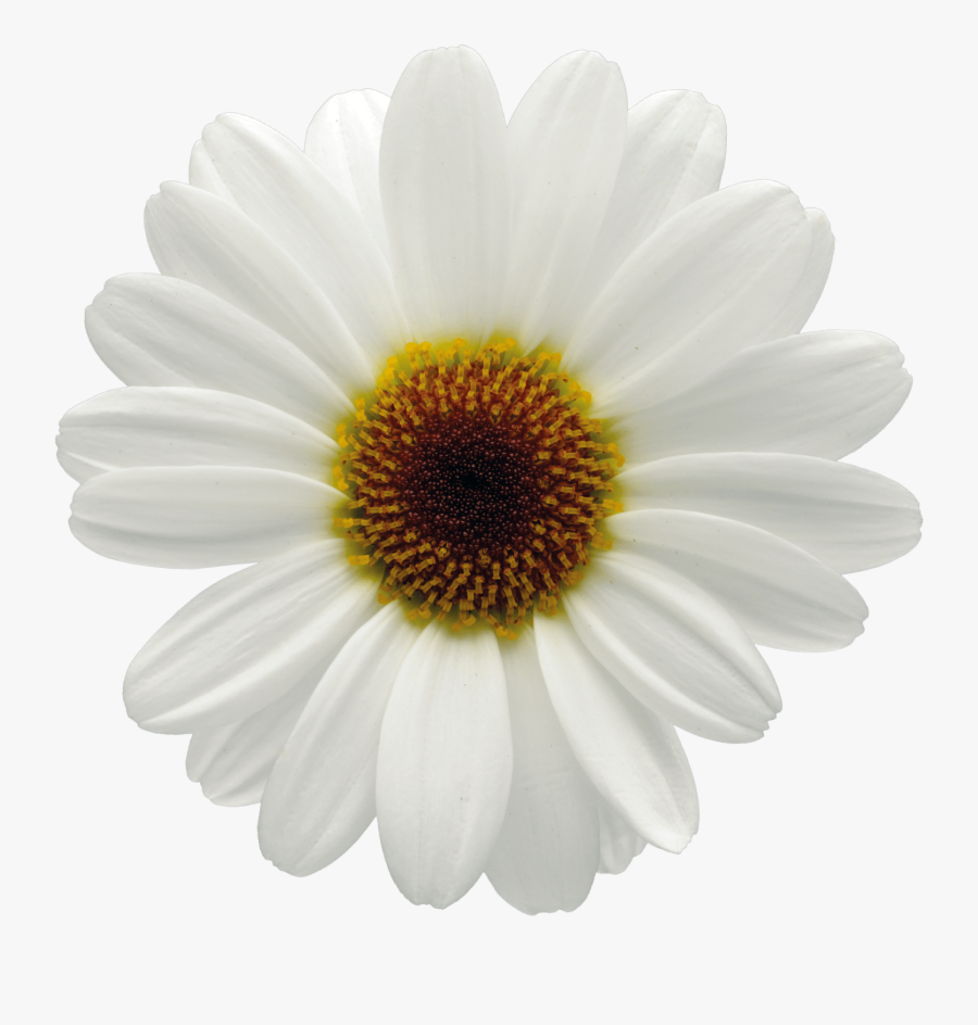 Clip Art Marguerite Flower - Daisy Png, Transparent Clipart