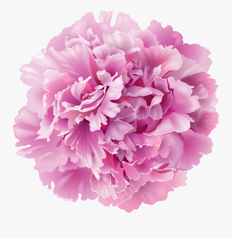 Clip Art Peony Flowers Png - Peony Flower Transparent Background, Transparent Clipart