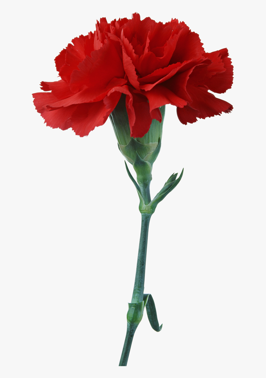 Free Download Red Carnation Clipart Carnation Flower - Red Carnation Png, Transparent Clipart