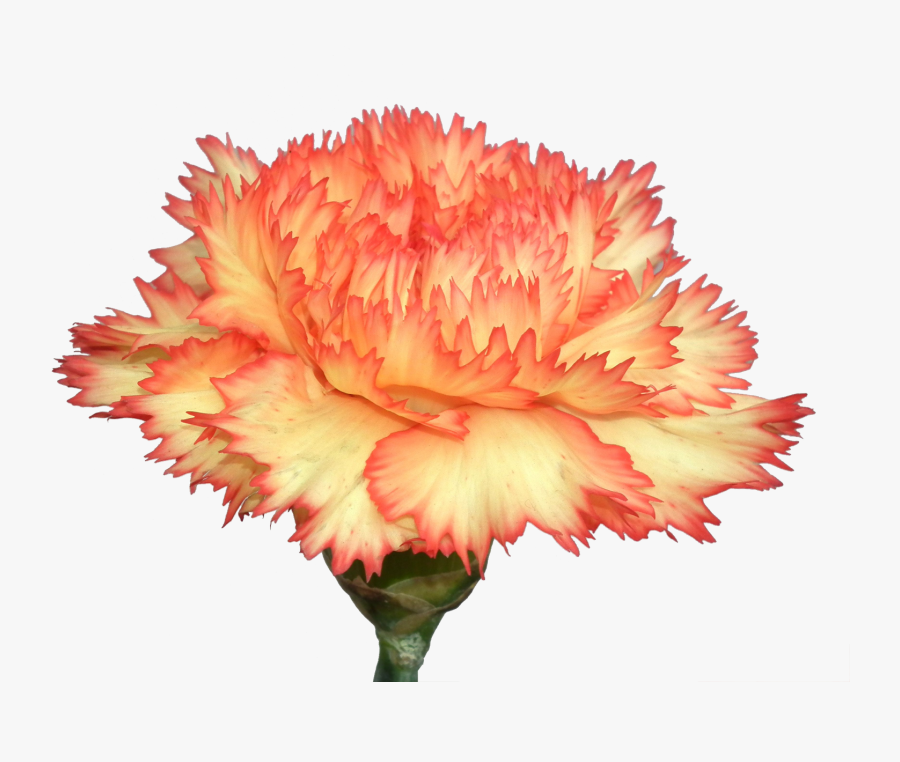 Carnation Flowers Png Photo Background - Transparent Carnation Flower Png, Transparent Clipart