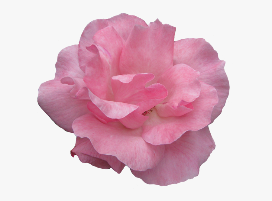 Pink Rose Flower Image - Clip Art, Transparent Clipart
