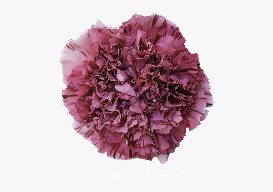 Carnation Clipart Wine - Viper Wine Carnation, Transparent Clipart