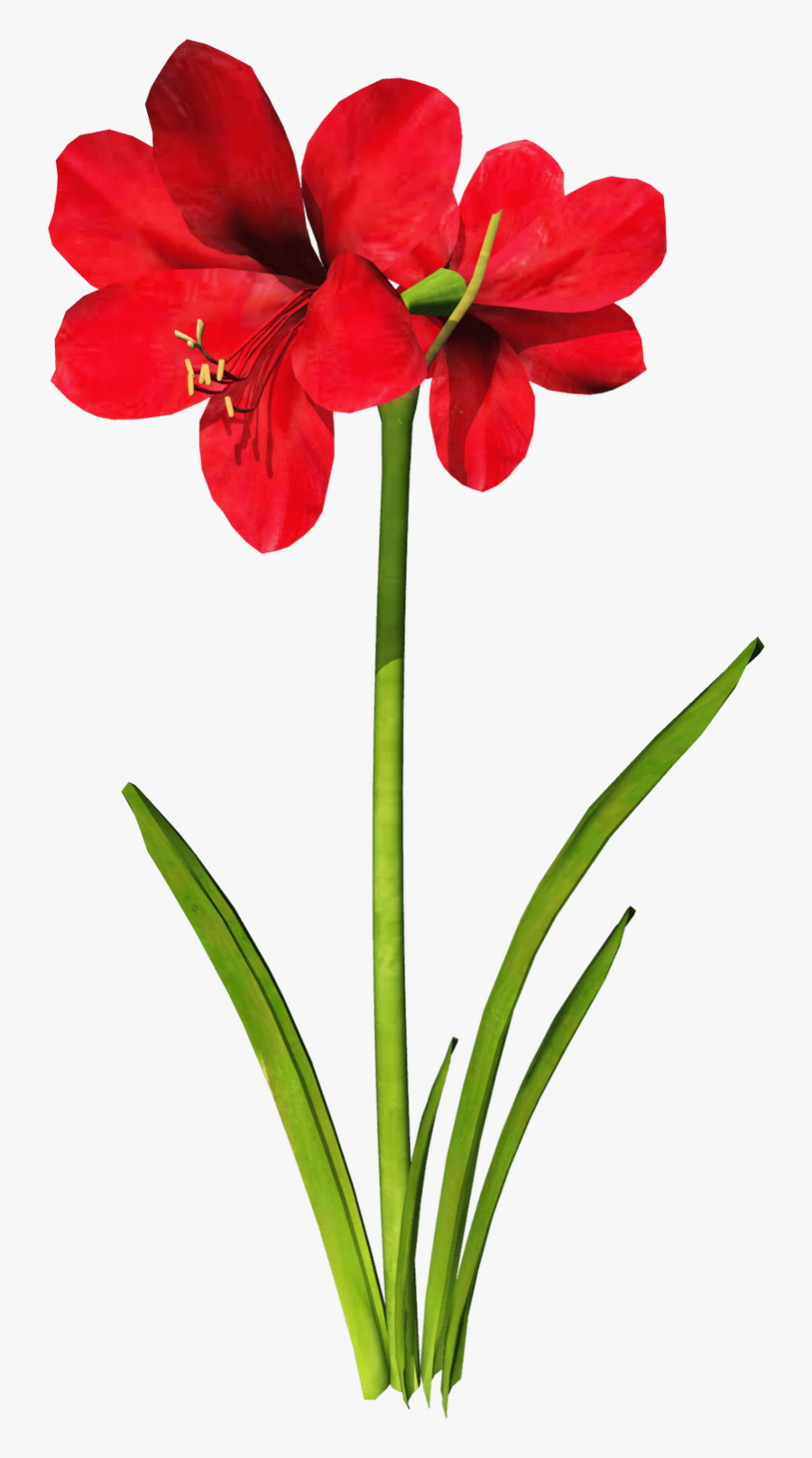 Amaryllis Flower Png, Transparent Clipart