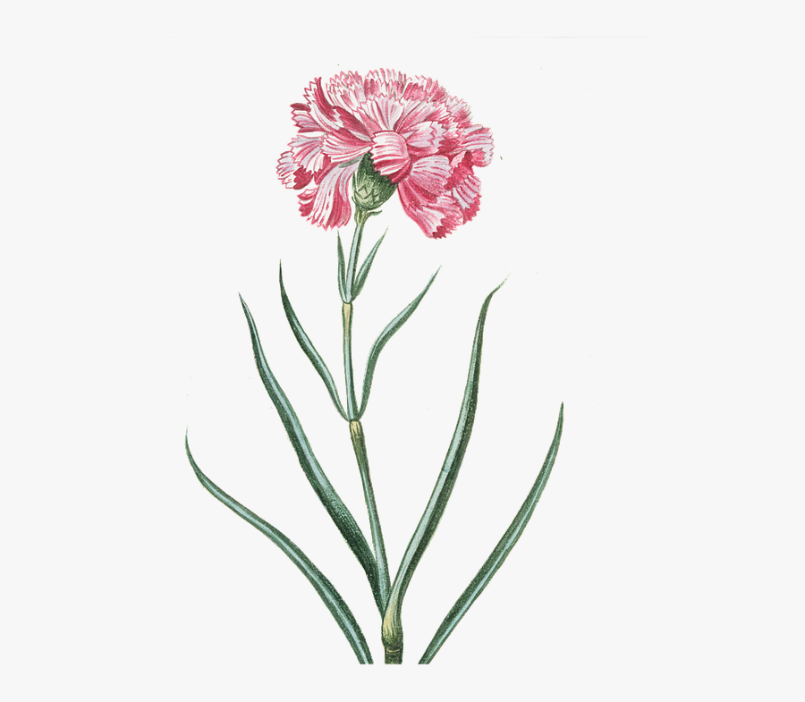 Vintage Pink Flowers Png, Transparent Clipart