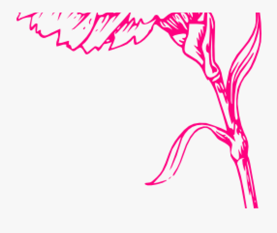 Carnation Flower Clip Art, Transparent Clipart