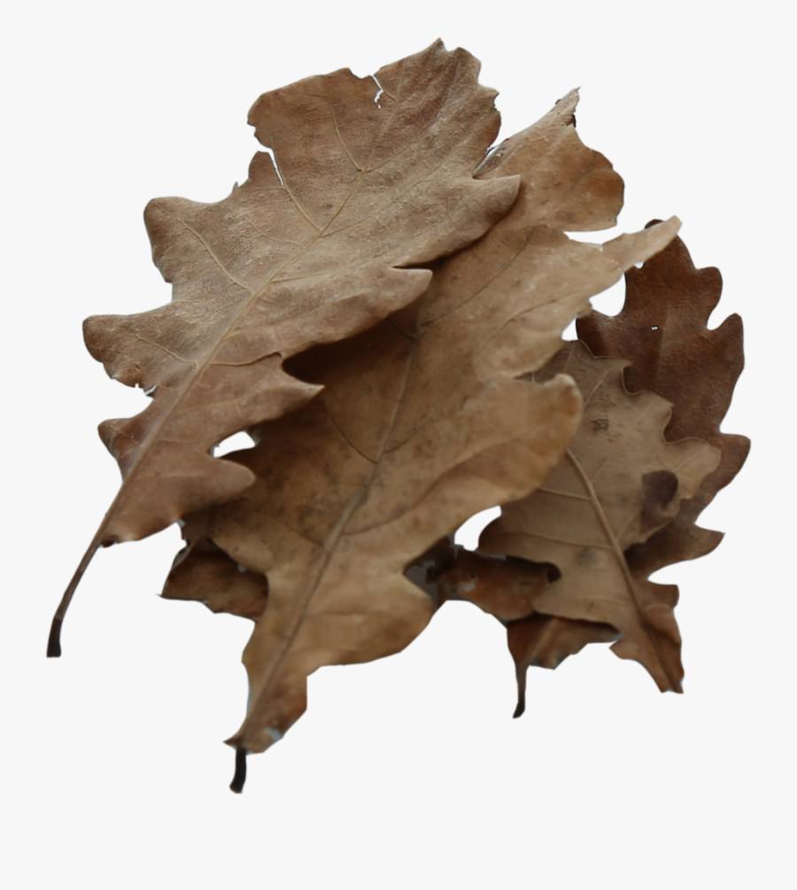 Transparent Clipart Oak Leaf - Mossy Cup Oak, Transparent Clipart