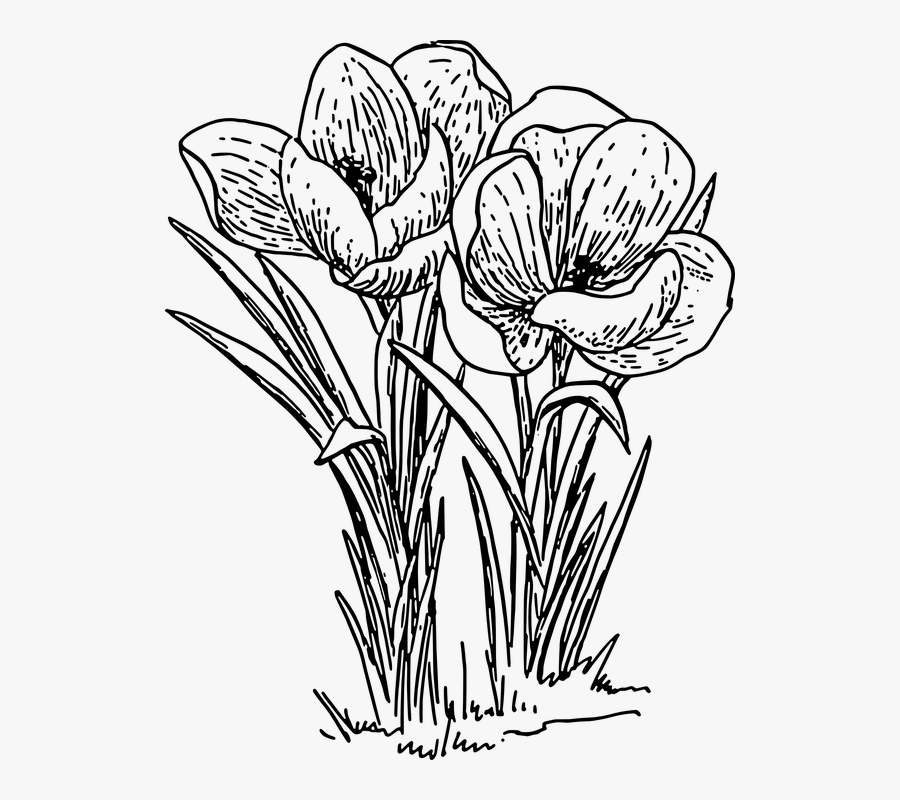 Crocus, Flower, Plant, Bulb, Spring, Blossom, Floral - Clipart Black And White Flower Plant, Transparent Clipart
