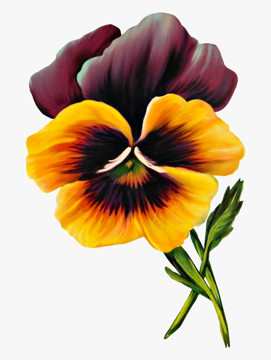Free Vintage Pansy Graphic - Pansy, Transparent Clipart