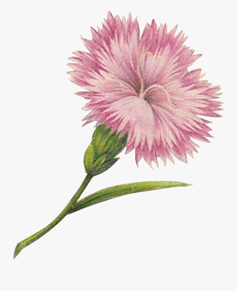 Carnations Flower Png Vintage, Transparent Clipart