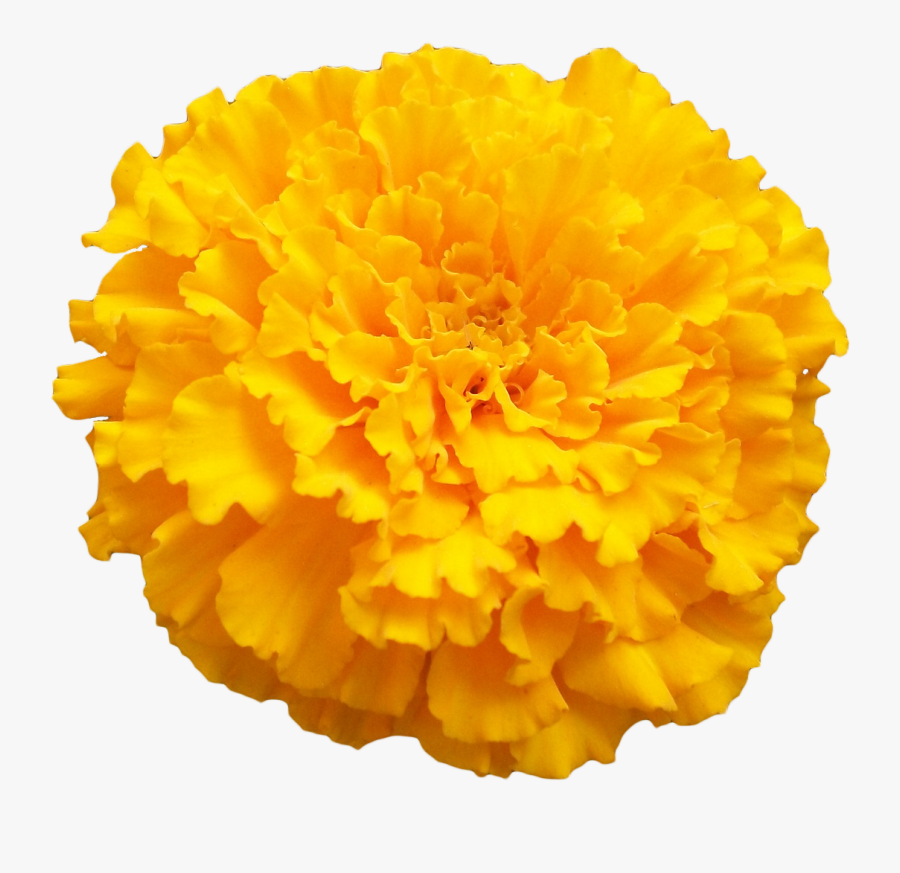 Marigold Png Photo - Transparent Marigold Flower Png, Transparent Clipart