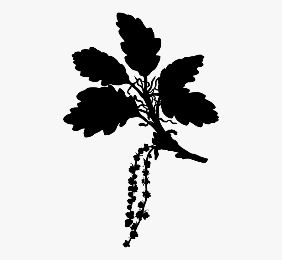 Plant,flower,leaf - Oak, Transparent Clipart
