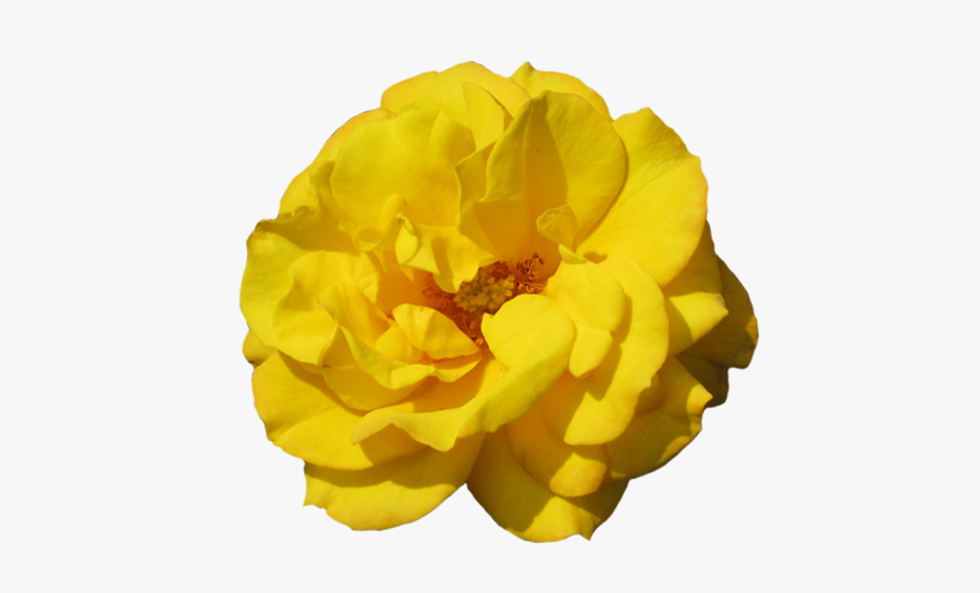 Rosa Goldmarie Clipart - Tagetes Patula, Transparent Clipart