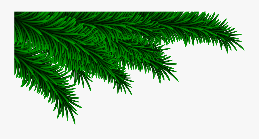 Christmas Pine Branch Png, Transparent Clipart