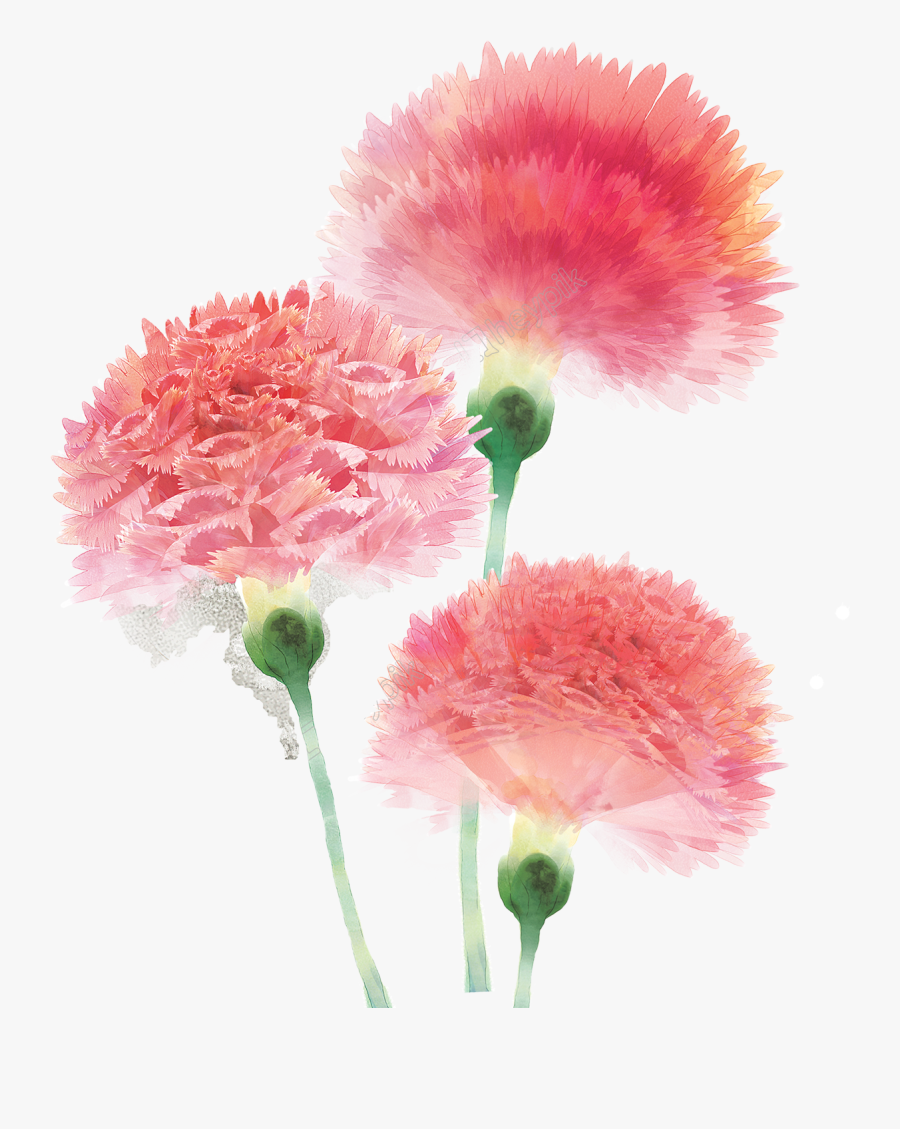 Clipart Royalty Free Stock Hand Painted Watercolor - Pink Carnation Flower Png, Transparent Clipart