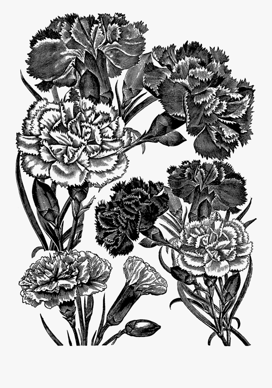 Digital Stamp Design Printable Transfer Flower Carnation - Floral Illustration Png Transparent Black White, Transparent Clipart