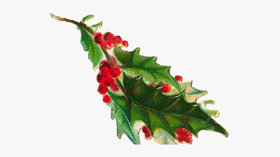 Holly Branch Png - Clip Art, Transparent Clipart