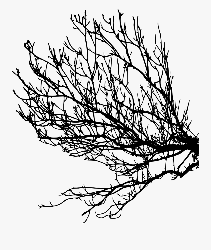 Three Branches Png Silhouette Clipart , Png Download - Transparent Tree Branch Silhouette Png, Transparent Clipart