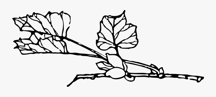 Plant, Vine, Leaves, Black And White, Bush, Shrub - Bush Png Black And White, Transparent Clipart