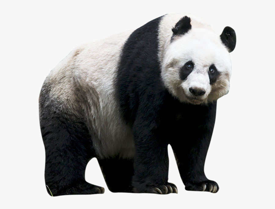 Animal Panda Clipart - Giant Panda No Background, Transparent Clipart